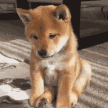 Shiba could not find page